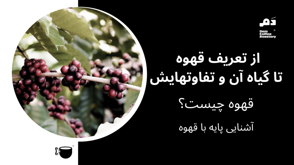 از گیاه قهوه تا تفاوت های آنها